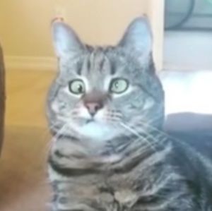 Meet your Posher, Dianne